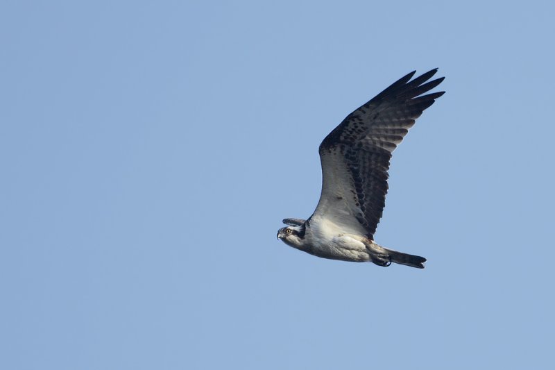 Osprey (Pandion haliaetus)