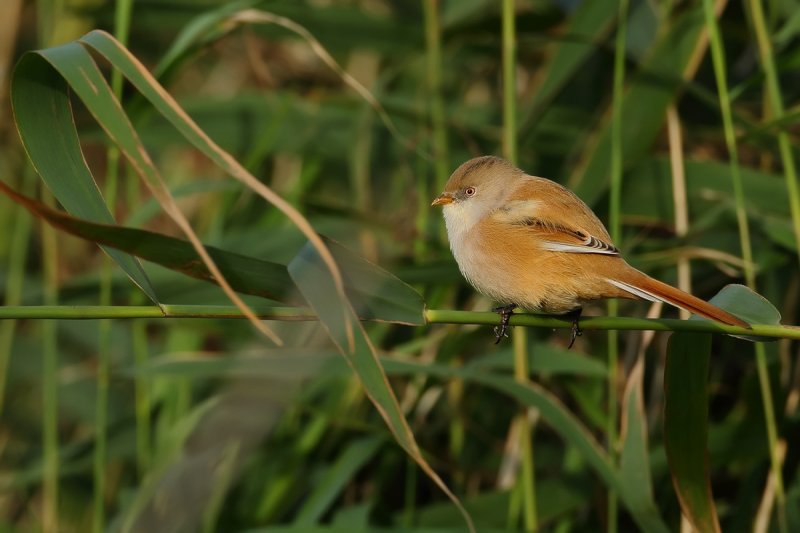 Bearded Reedling  (Panurus biarmicus)