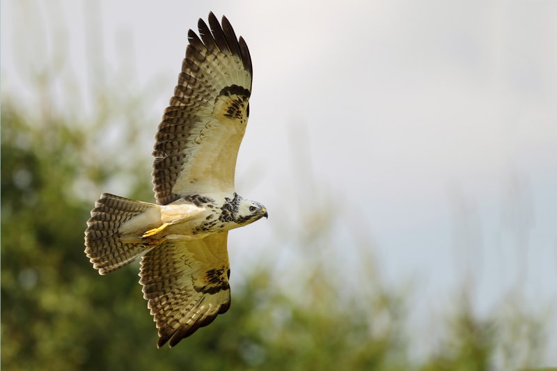 Common Buzzard (Buteo buteo) 