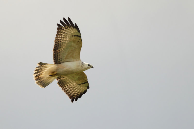 Common Buzzard (Buteo buteo) 