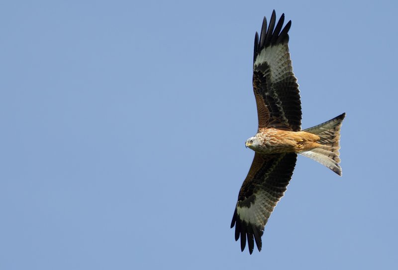 Red Kite (Milvus milvus)
