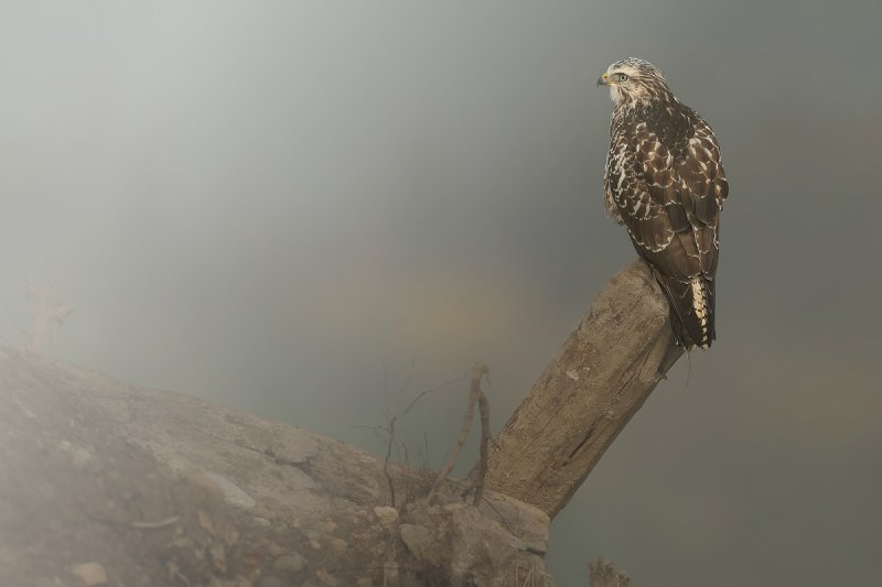 Common Buzzard (Buteo buteo) 