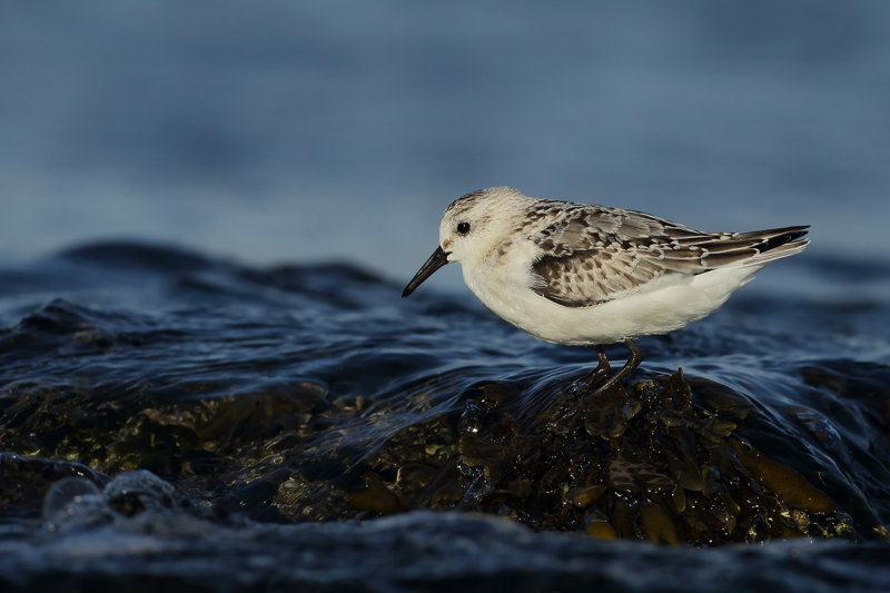 Sanderling (Calidris alba)