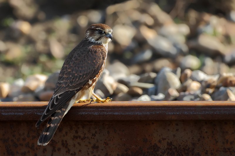 Merlin (Falco columbarius) 