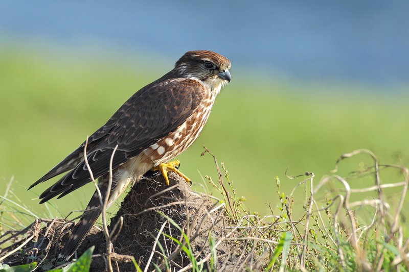 Merlin (Falco columbarius) 