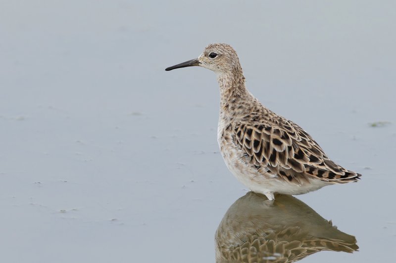 Ruff (Philomachus pugnax)