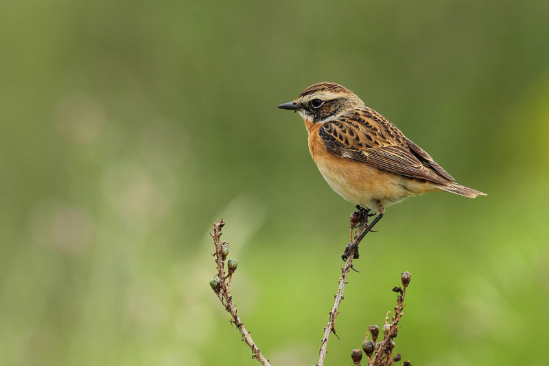 Whinchat (Saxicola rubetra)