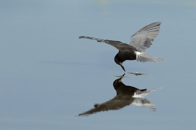 Black Tern (Chlidonias niger)