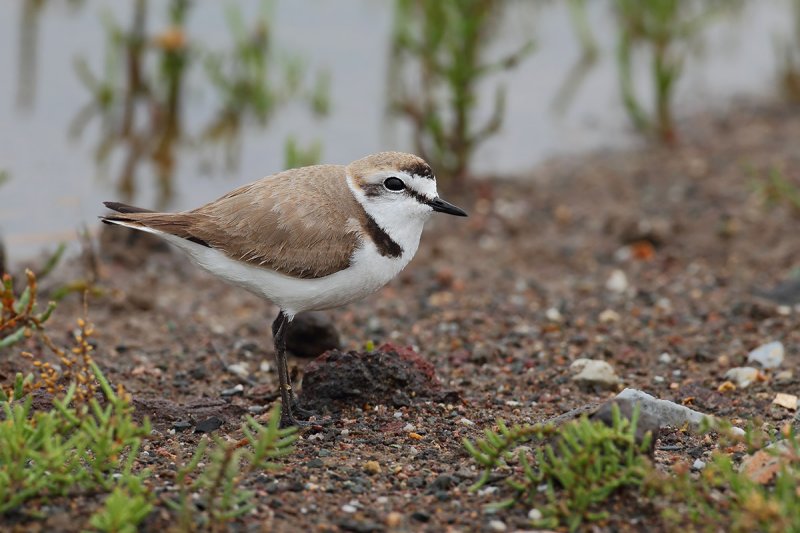 Gallery Kentish Plover