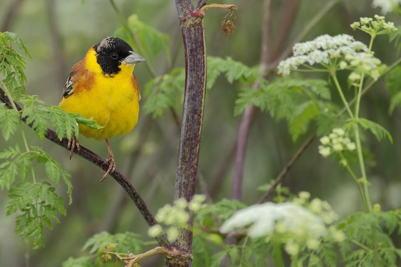 Black-headed Bunting (Emberiza melanocephala)