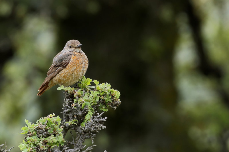 Rock Thrush (Monticola saxatilis)