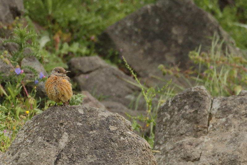 Rock Thrush (Monticola saxatilis)