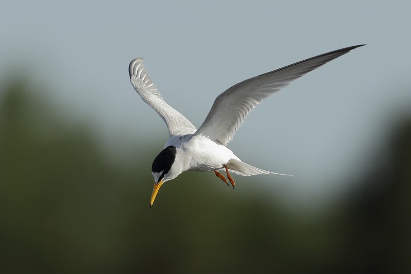 Little Tern (Sternula albifrons)