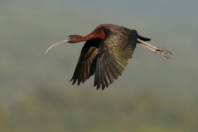 Glossy Ibis (Plegadis falcinellus)