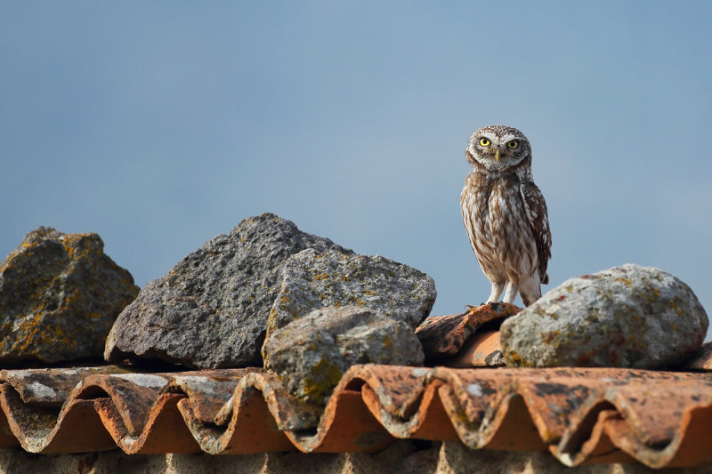 Little Owl (Athene noctua)