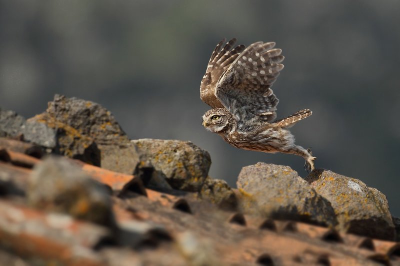 Little Owl (Athene noctua)