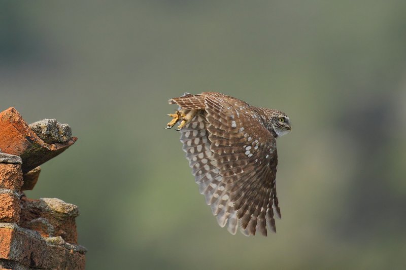 Little Owl (Athene noctua)