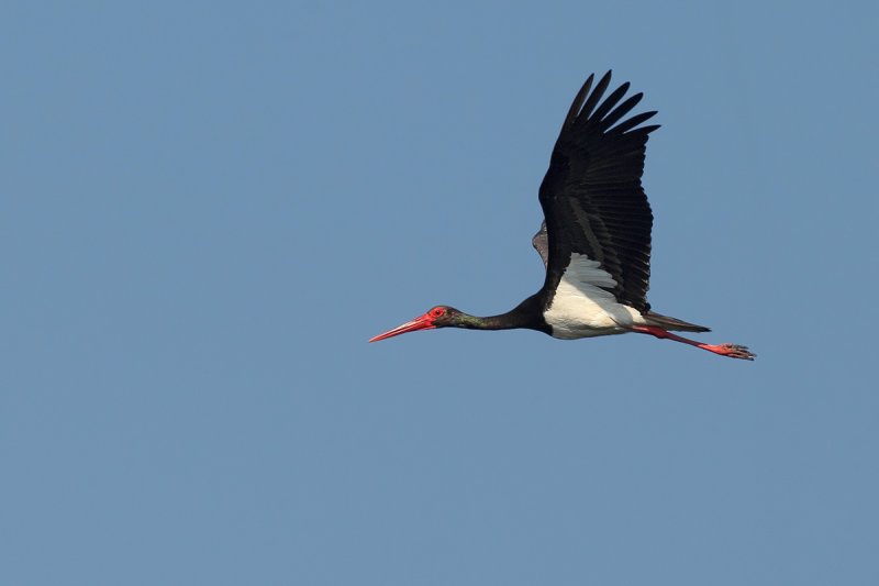 Black Stork  (Ciconia nigra)