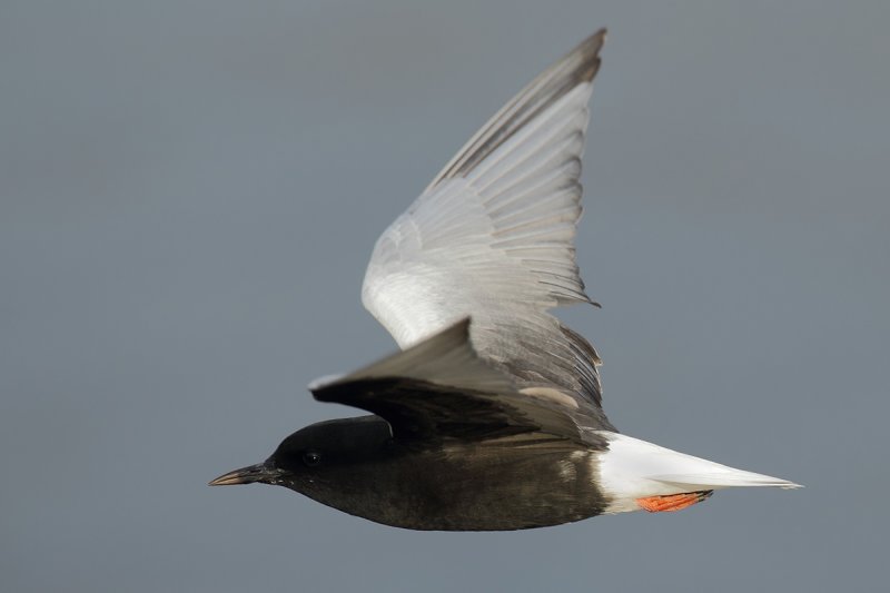 White-winged Black Tern (Chlidonias leucopterus)