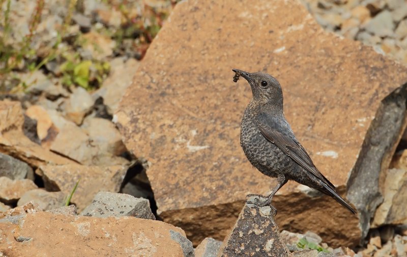 Blue Rock-Thrush (Monticola solitarius)