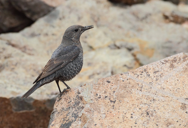 Blue Rock-Thrush (Monticola solitarius)