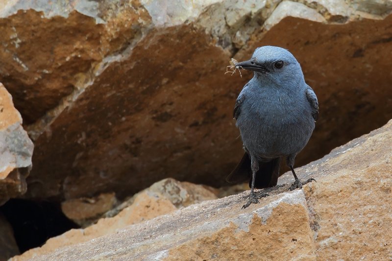 Blue Rock-Thrush (Monticola solitarius)