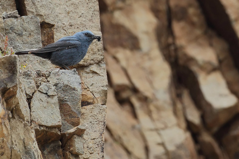 Blue Rock-Thrush (Monticola solitarius)