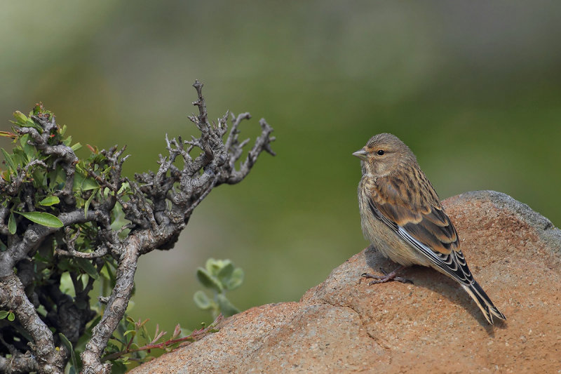 Linnet (Carduelis cannabina)