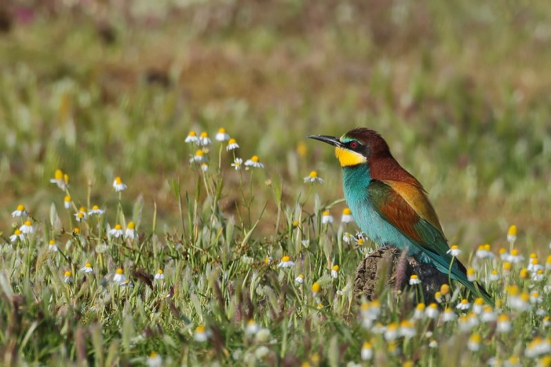 European Bee-eater (Merops apiaster)