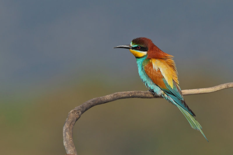 European Bee-eater (Merops apiaster)