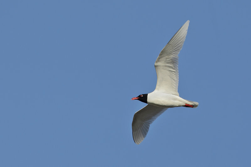 Mediterranean Gull  (Ichthyaetus melanocephalus)