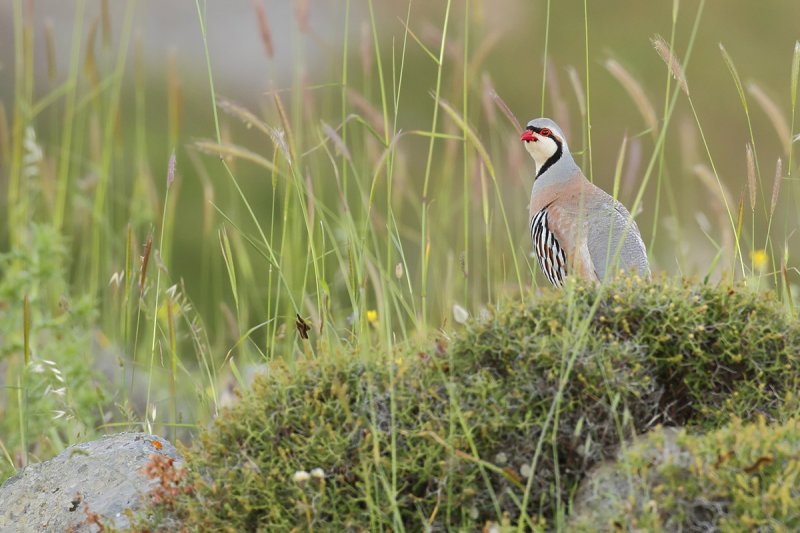 Chukar (Alectoris chukar)