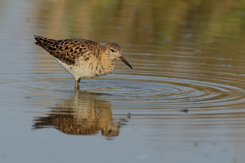 Ruff (Philomachus pugnax)