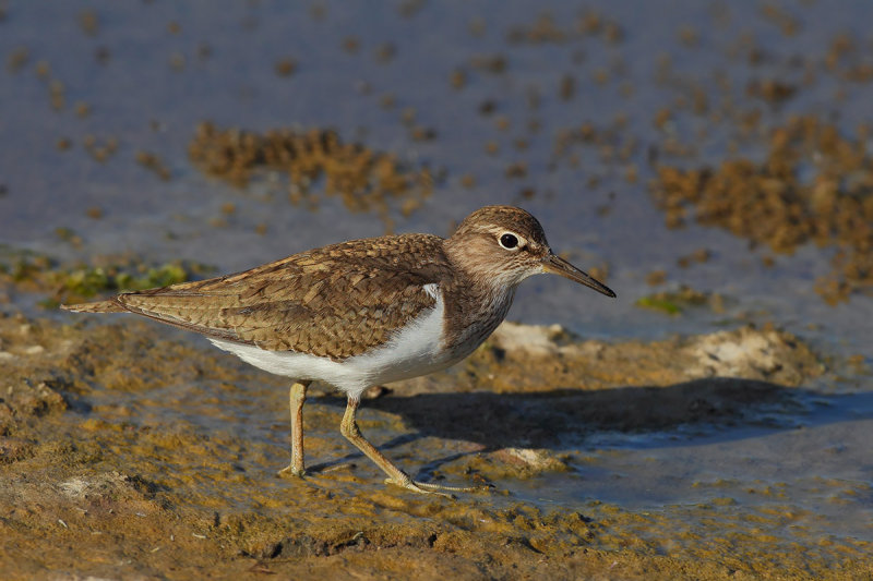 Common Sandpiper (Actitis hypoleucos)