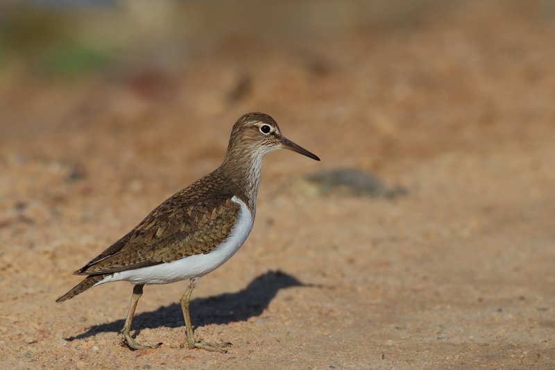 Common Sandpiper (Actitis hypoleucos)