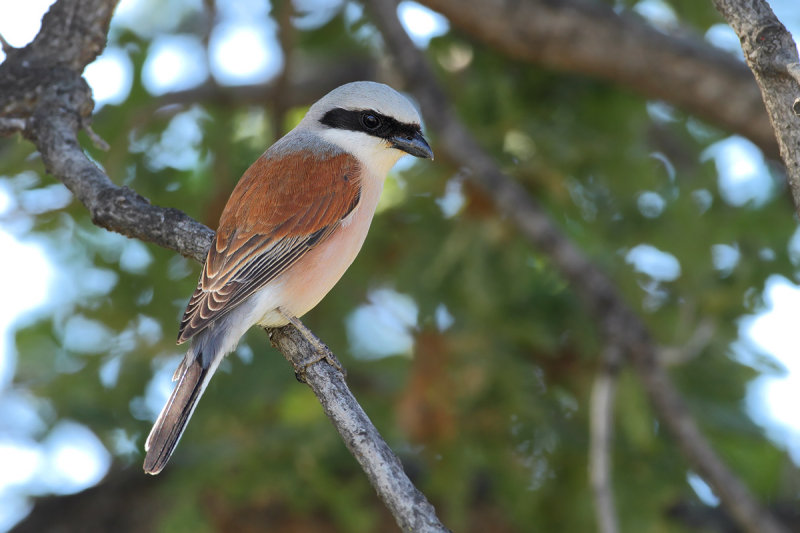 Red-backed Shrike (Lanius collurio)