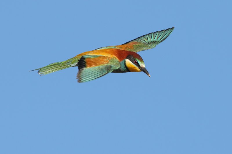 European Bee-eater (Merops apiaster)