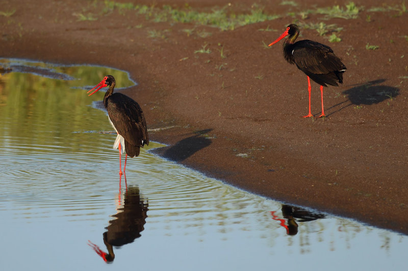 Black Stork  (Ciconia nigra)