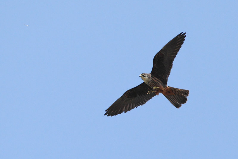 Eleonora's Falcon (Falco eleonorae)