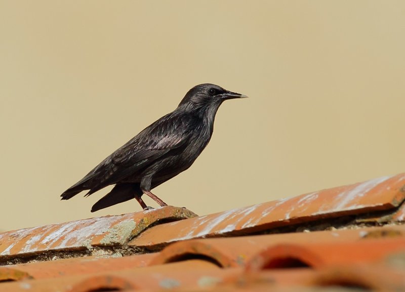 Gallery Spotless Starling