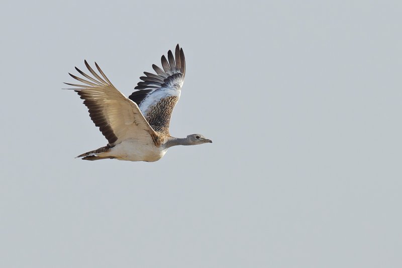 Great Bustard (Otis tarda)