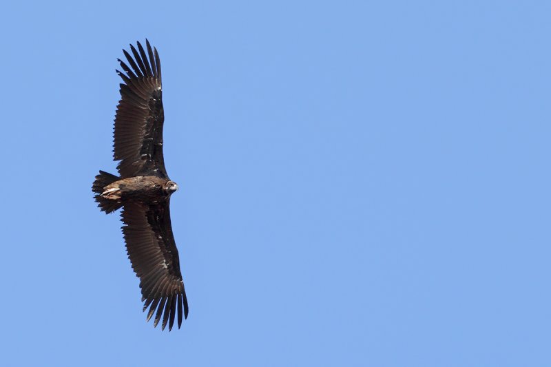 Eurasian Black Vulture (Aegypius monachus)