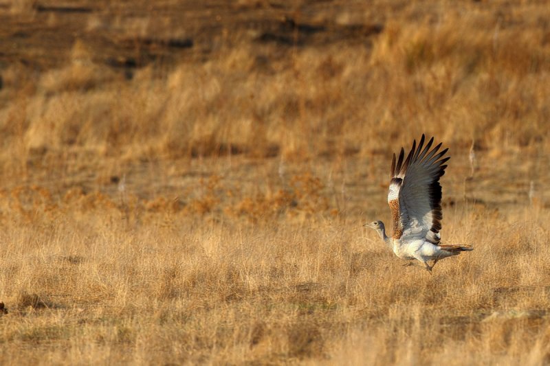 Great Bustard (Otis tarda)