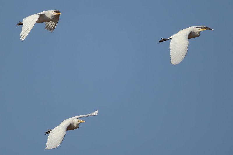 Cattle Egret (Bubulcus ibis)