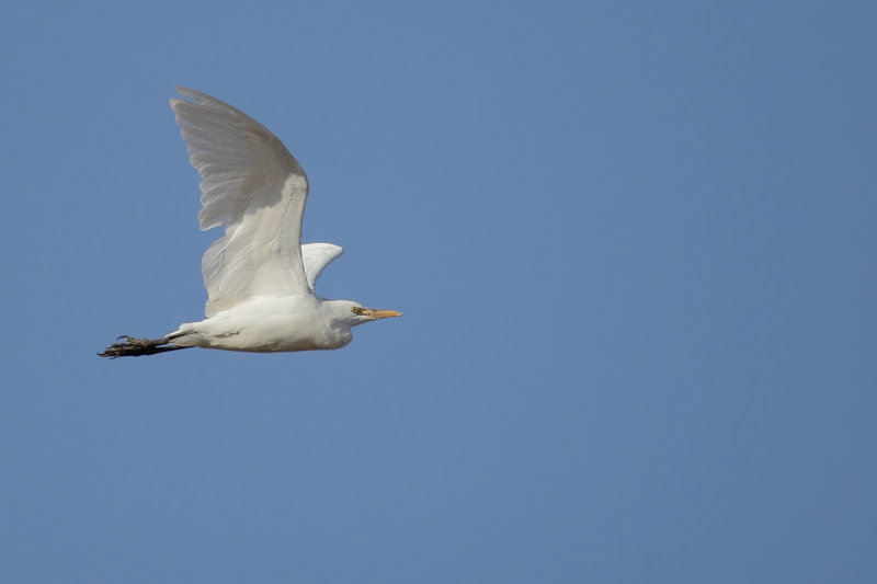 Cattle Egret (Bubulcus ibis)