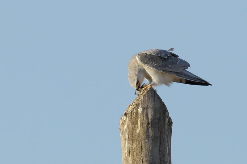 Black-shouldered Kite (Elanus caeruleus)