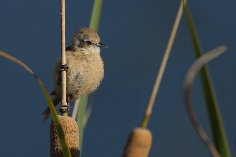 Penduline Tit (Remiz pendulinus)