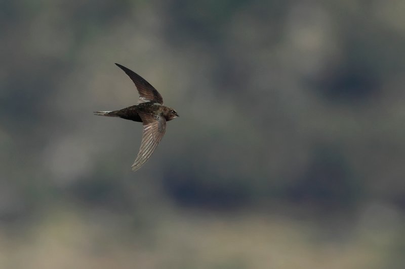 Common Swift (Apus apus) 