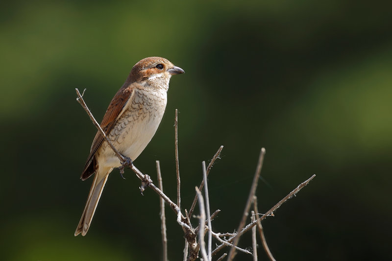 Red-backed Shrike (Lanius collurio) 