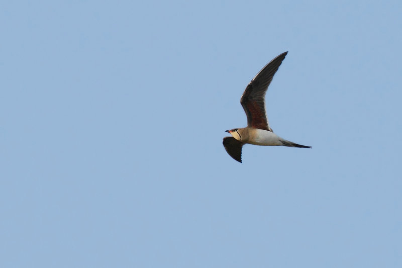 Collared Pratincole (Glareola pratincola)